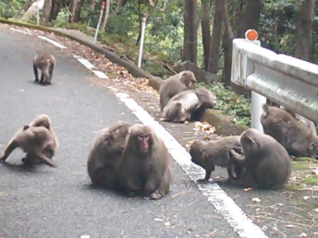 ホテル 大ちゃんハウス 屋久島町 エクステリア 写真